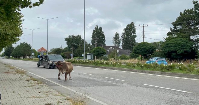İnek araçlara aldırış etmeden trafiği tehlikeye soktu..