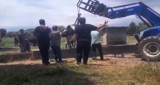 İnek oluğa sıkıştı, köylüler seferber oldu.....