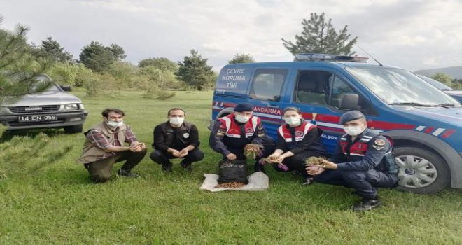 Kaçak salep soğanı toplayan 4 kişiye 321 bin 860 lira ceza