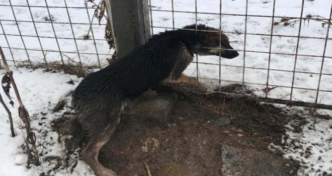 Kafası tel örgüye sıkışan köpeği itfaiye ekipleri kurtardı