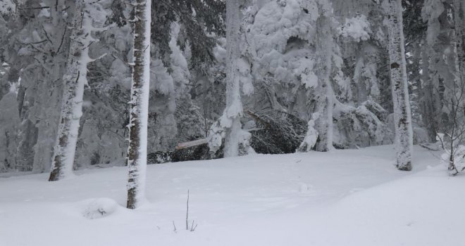 Kar birikintisine dayanamayan ağaçlar devrildi