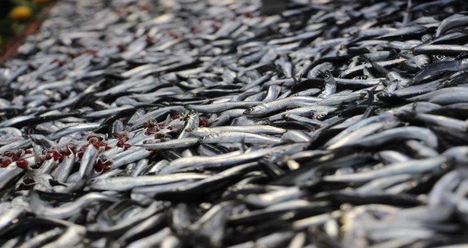 'Karadeniz fırtınası' balık tezgahlarını vurdu