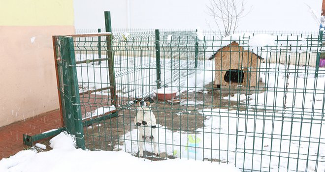 Karantinadaki Tekin ailesinin kedi ve köpeklerine Bolu Belediyesi sahip çıktı