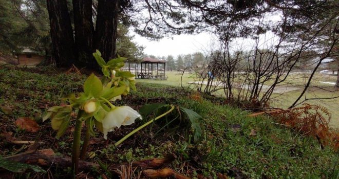 Karlar eridi, dereler coştu: Çiçekler açtı......