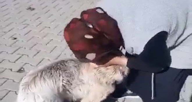 Kaybolan köpeğin sahibiyle buluşma anları duygulandırdı....