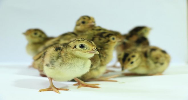 Kene avcısı 15 bin ‘sülün’ doğaya salınacak