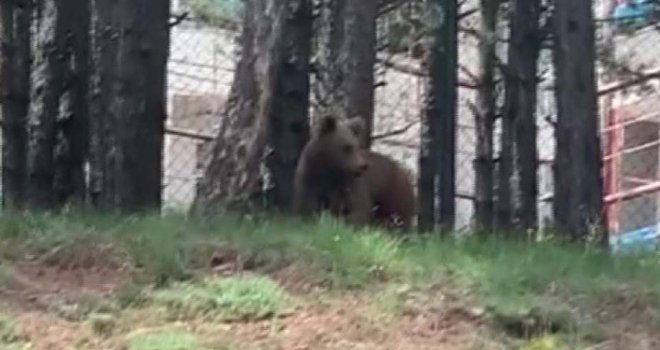 Kent merkezine inen ayıyı gören cep telefona sarıldı