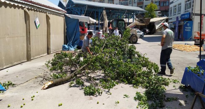 Kopan ağaç dalından tezgâhın brandası korudu