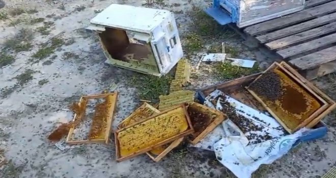 Kovanlarına ayı saldırdı: 'Şükür bir tanesini parçalamış, ayımız medeniymiş'