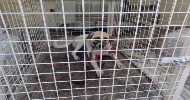 Kümesteki hayvanlarına saldıran köpeği tüfekle yaraladı