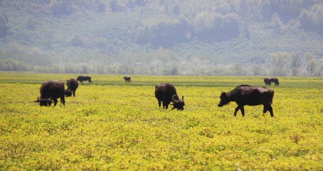 Manda yetiştirmek, sığır yetiştirmekten daha kolay