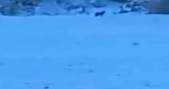 Manzara fotoğrafı çekerken kurtlar objektifine takıldı