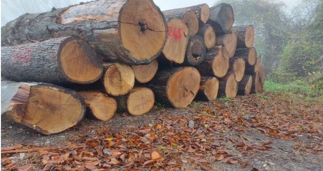 Meşe tomruklar rekor fiyata satıldı