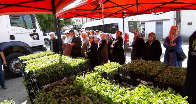 Mudurnu'da 108 bin fide dağıtıldı, çiftçiler akın etti....