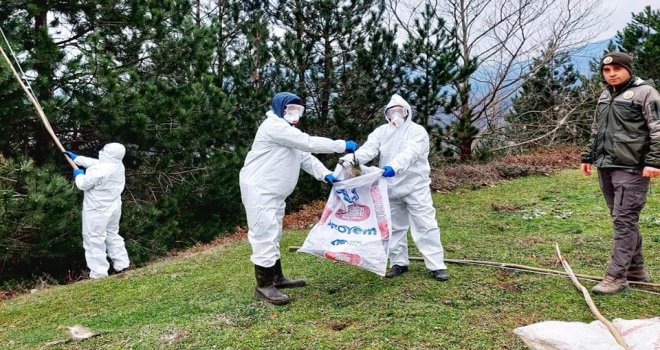 Mudurnu’da çam kese tırtıllarıyla mücadele başladı