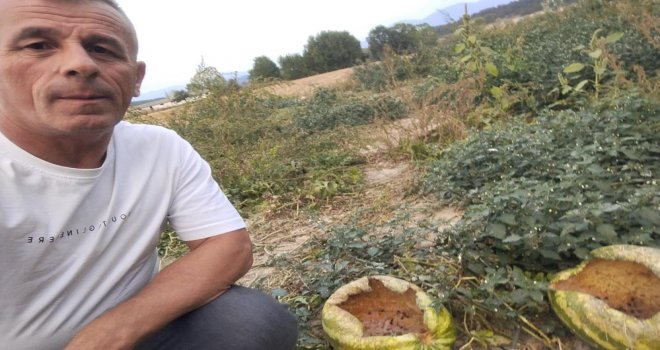 Mudurnu'da kargalar 80 karpuzu delik deşik etti