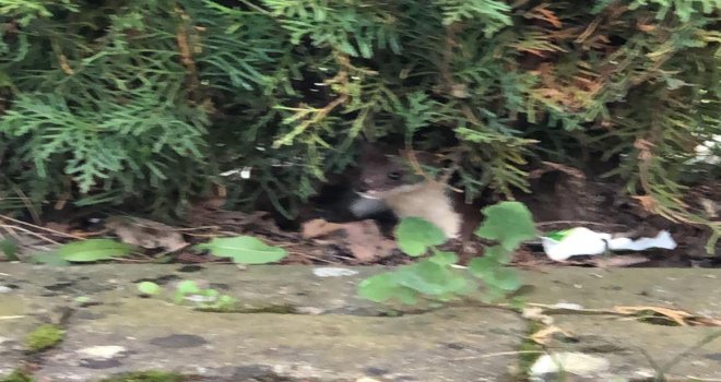 Nadir görülen gelincik Bolu’da kameraya yansıdı