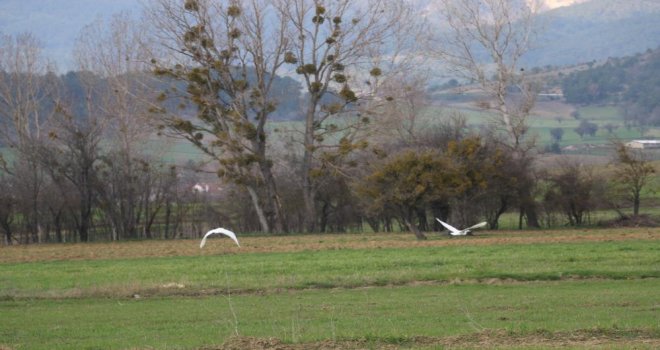 Nadir rastlanan beyaz balıkçıl kuşlar Bolu'da görüntülendi