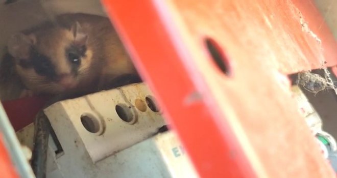 Nesli tehlike altındaki yediuyur Bolu'da görüntülendi