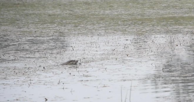 'Nesli tükenme tehdidine yakın' olan su samuru Bolu’da görüntülendi.....