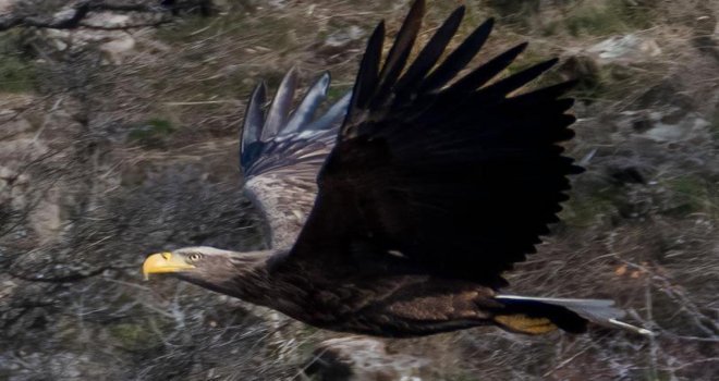 Nesli tükenmekte olan kartal Bolu’da fotoğraflandı