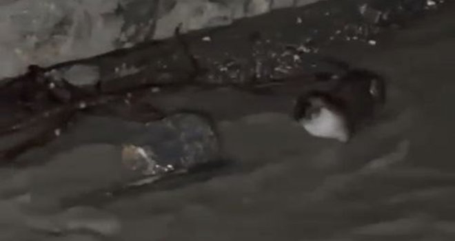 Nesli tükenmekte olan su samurları görüntülendi.....