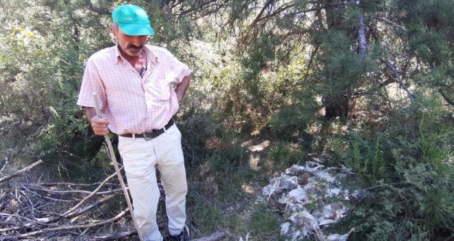Orman içine ölü tavukları attılar: Pis koku ve çevre kirliliği tepkiye neden oldu