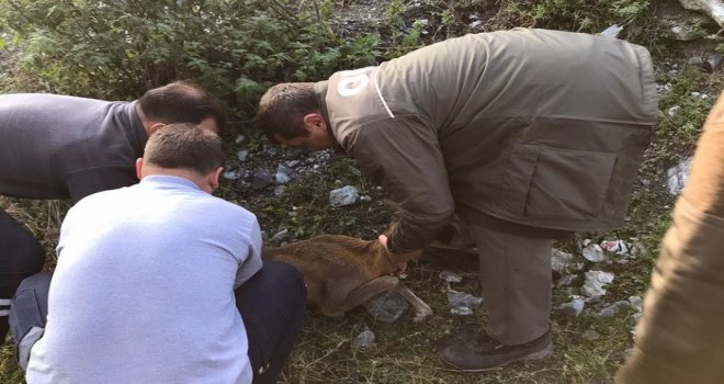 Ormancıların bulduğu yaralı ceylan tedavi altına alındı......