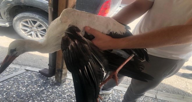 Ormancıların bulduğu yaralı leylek doğal yaşam alanına salındı...