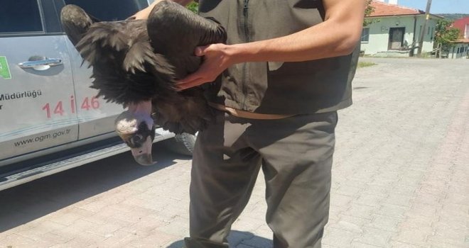 Ormancıların bulduğu yavru kara akbaba koruma altına alındı