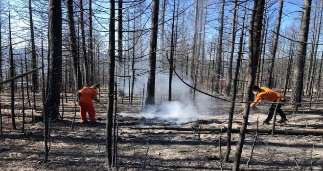 Ormanların biyolojik mücadele ajanları yangında kurtarıldı