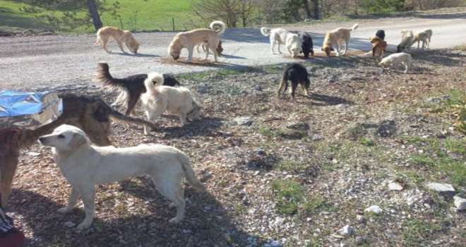 Ormanlık alana bırakılan onlarca köpek koyunu telef etti