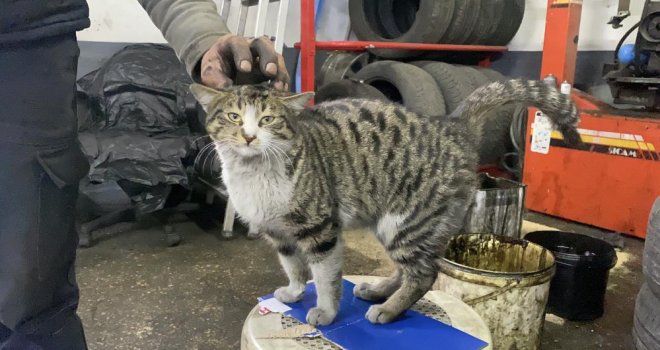 Oto tamircisinin en sadık çırağı ‘Şıkkıdı’ oldu