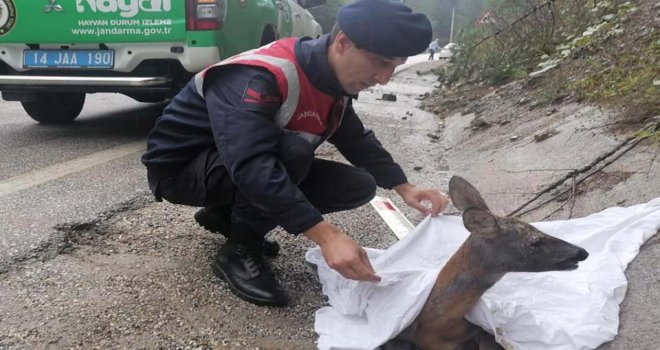 Otomobilin çarptığı karaca tedavi altına alındı