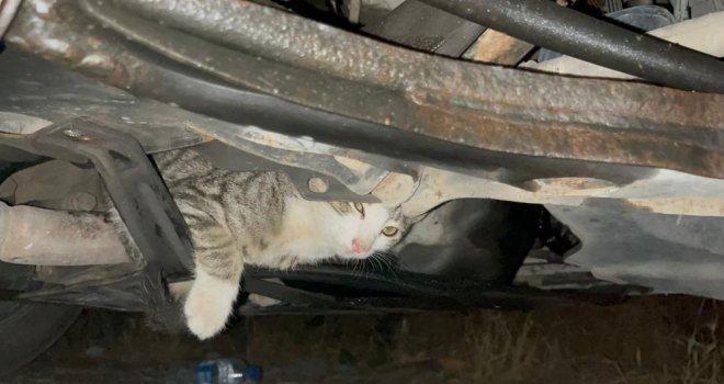 Otomobilin motoruna giren inatçı kedi otoparkta araçtan araca koştu