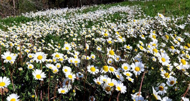 Papatyalar doğayı süsledi.....