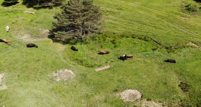Sıcaktan bunalan mandalar çareyi çamur banyosunda buldu