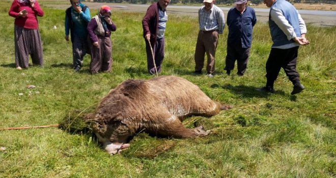 Silahla vurulduktan sonra göle düşen ayı telef oldu