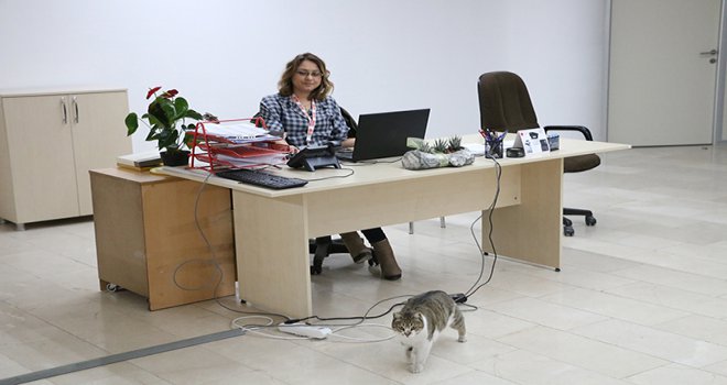 Soğuktan etkilenen kedilere Bolu Belediyesi kapılarını açtı