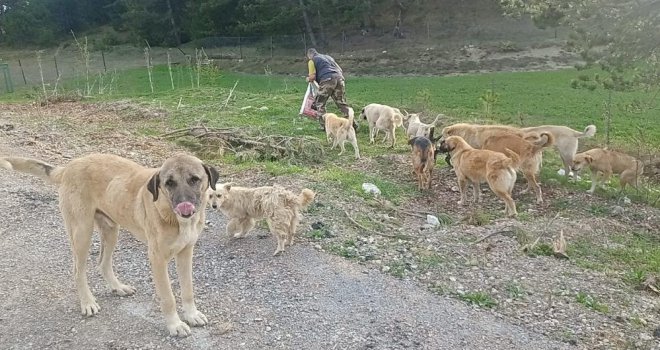 Sokağa bırakılan köpekleri hayvanseverler besliyor..