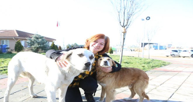 SOKAK HAYVANLARI BOLU BELEDİYESİ’NE EMANET....