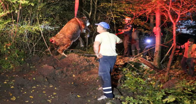 Su kuyusuna düşen ineği itfaiye halatla bağlayarak kurtardı