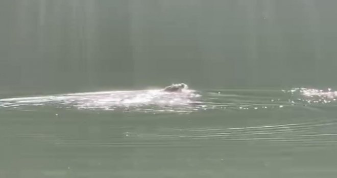 Su samuru böyle güneşlendi....