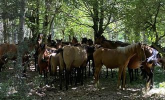 2023 yılında 139 yaban hayvanı tedavi edilirken 67’si kurtarılamadı