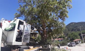 350 yıllık çınar ağacı bakıma alındı