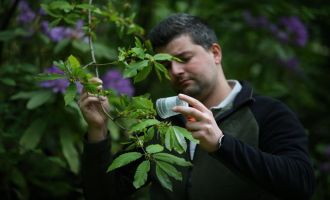 4 bin adet savaşçı böcek salındı