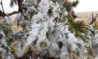 Abant'ta çam ağaçlarının yaprakları buz tuttu