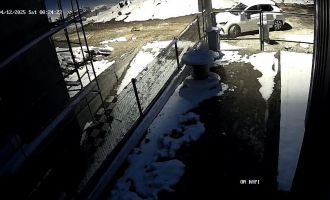 Aç kalan tilki Bolu sokaklarına indi......