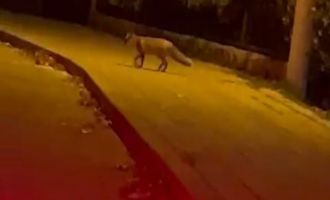 Aç kalan tilki oyun parkında yiyecek aradı