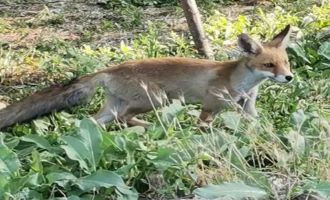 Aç kalan tilkiyi ıslıkla yanına çağırdı